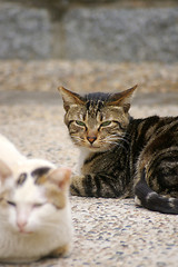 Image showing Cats on the ground