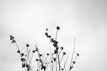 Image showing Grasses in black and white