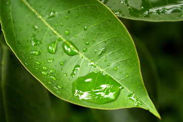 Image showing Water droplet on leaves