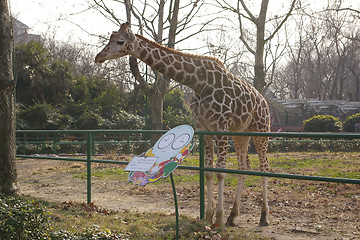 Image showing Giraffe in zoo