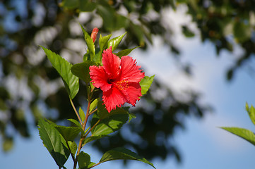 Image showing Chinese hibiscus flower in forest