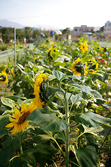 Image showing Sunflowers field
