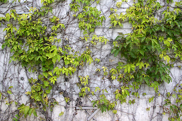 Image showing Green grasses on wall