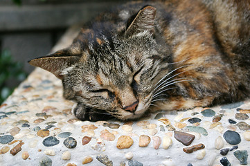 Image showing Sleepy cat