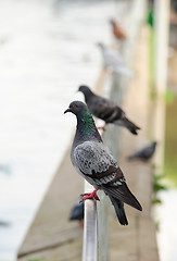 Image showing Pigeons sitting on a perch looking into the distance