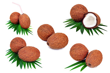 Image showing Coconut fruits  isolated on white background