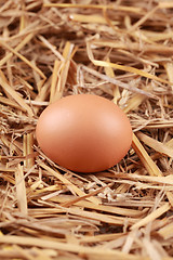 Image showing Egg in straw