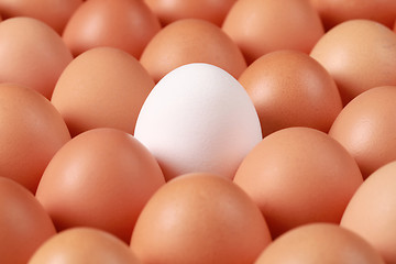 Image showing Lonesome egg