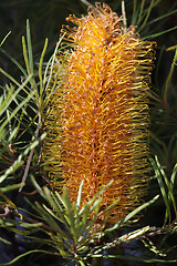 Image showing Yellow Banksia Spinulosa