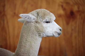 Image showing Alpaca