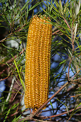 Image showing Yellow Banksia Spinulosa