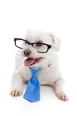 Image showing Dog wearing spectacles glasses