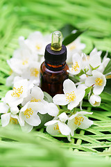 Image showing jasmin essential oil