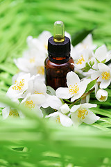 Image showing jasmin essential oil