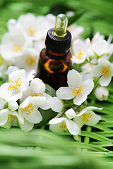 Image showing jasmin essential oil