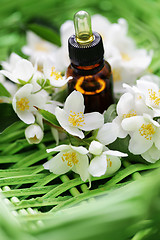 Image showing jasmin essential oil
