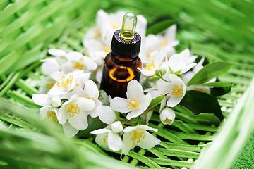 Image showing jasmin essential oil