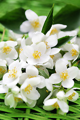 Image showing jasmin flowers