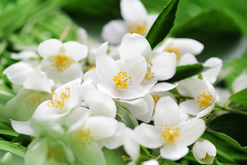 Image showing jasmin flowers
