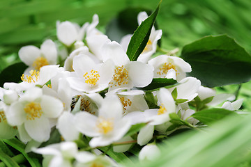 Image showing jasmin flowers