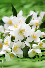 Image showing jasmin flowers