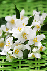 Image showing jasmin flowers