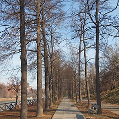 Image showing Path among trees