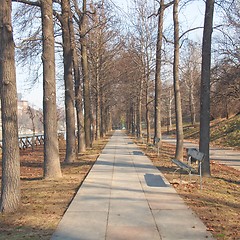 Image showing Path among trees