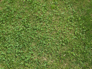 Image showing Meadow grass