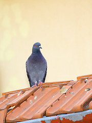 Image showing single pigeon