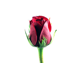 Image showing red rose