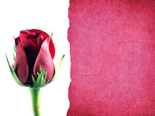 Image showing red rose