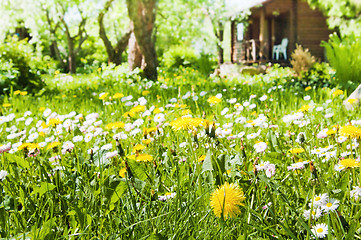 Image showing lawn with flowers in the garden 