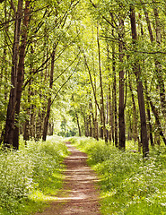 Image showing Path in a sunny summer forest 