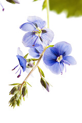 Image showing Dark blue field flower, it is isolated on white