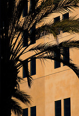 Image showing House and a palm tree