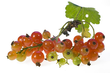 Image showing Currant