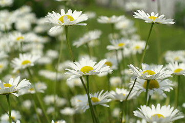 Image showing Daisy background