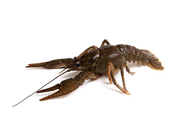 Image showing Crawfish isolated on white background