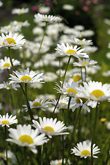 Image showing White daisyes