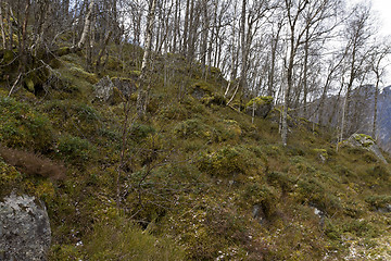 Image showing rural forest with birch trees