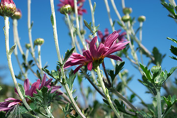 Image showing Purple chrysanthemum
