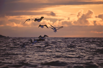 Image showing Sunset and Seagulls