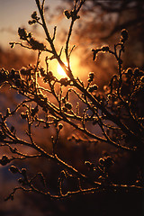 Image showing Sunset and Frozen Trees