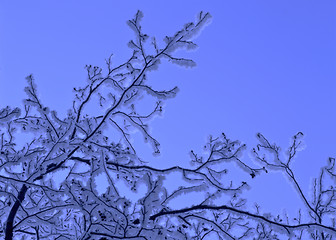 Image showing Snowy tree 