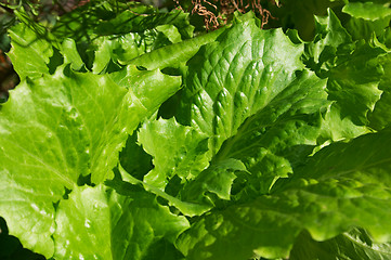 Image showing Lettuce leaves