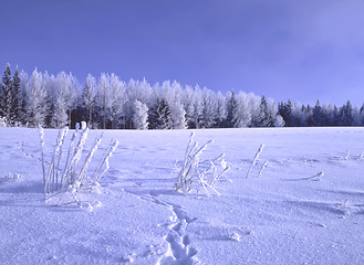 Image showing Winter Landscape