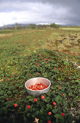 Image showing Cloudberry 