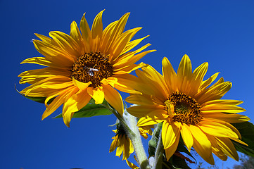 Image showing Sunflowers