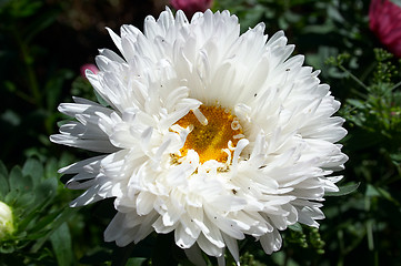 Image showing Aster